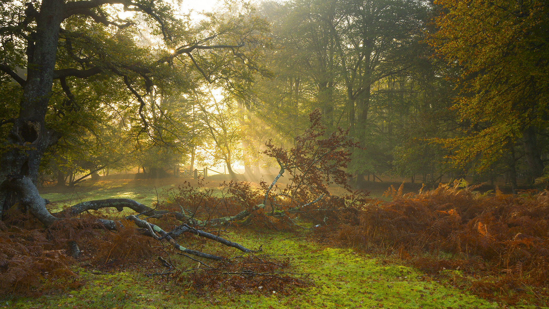 开云体育官方入口-2010年季后赛：雷霆以年轻的阵容奋战，韦斯布鲁克多次“黑马”表现惊艳全场。