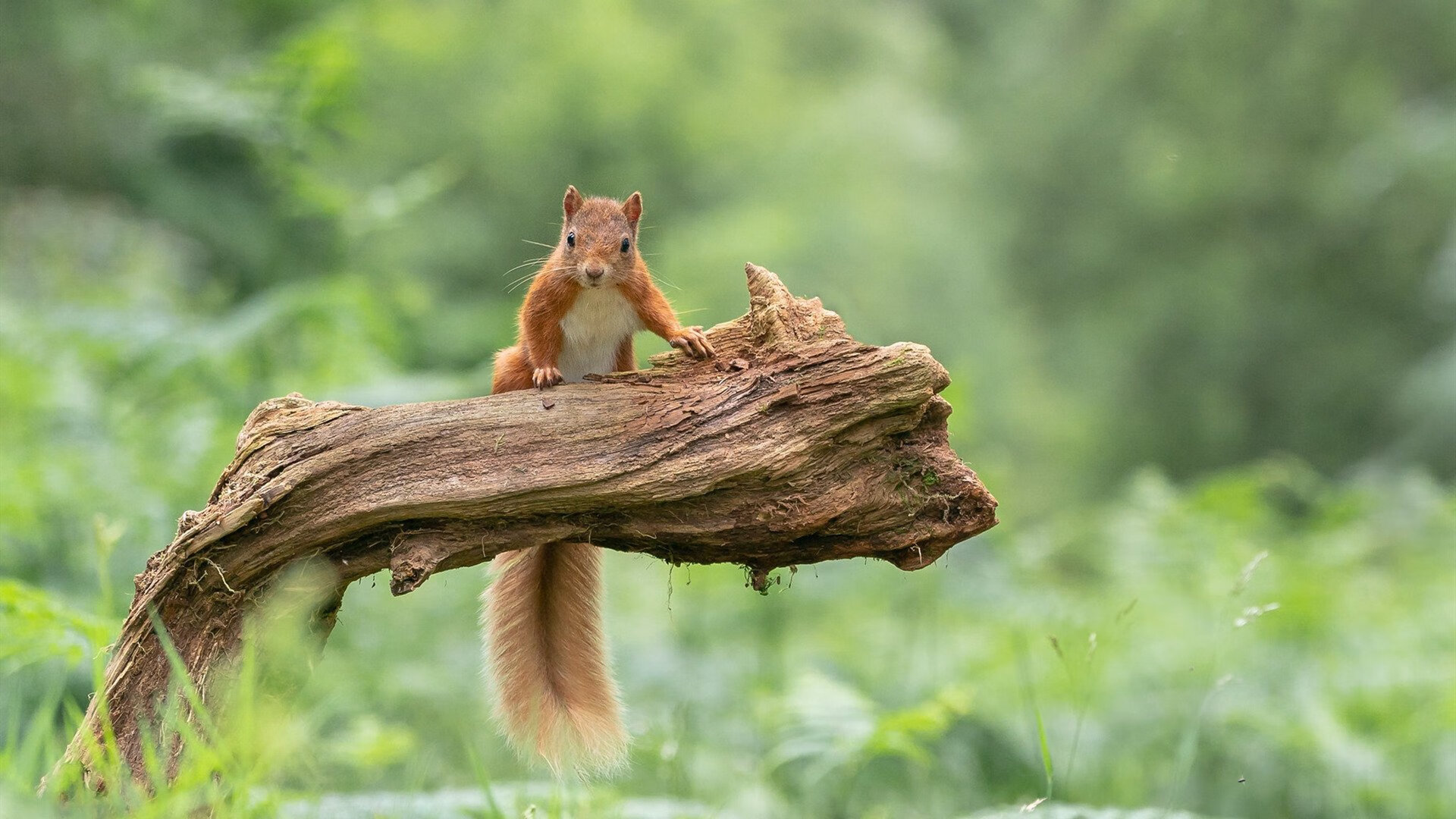 开云电竞中国-2011年季后赛：热火在“3巨头”组建后首次打进总决赛，詹姆斯表现出色，虽然最终输给马刺，但点燃了夺冠的希望。