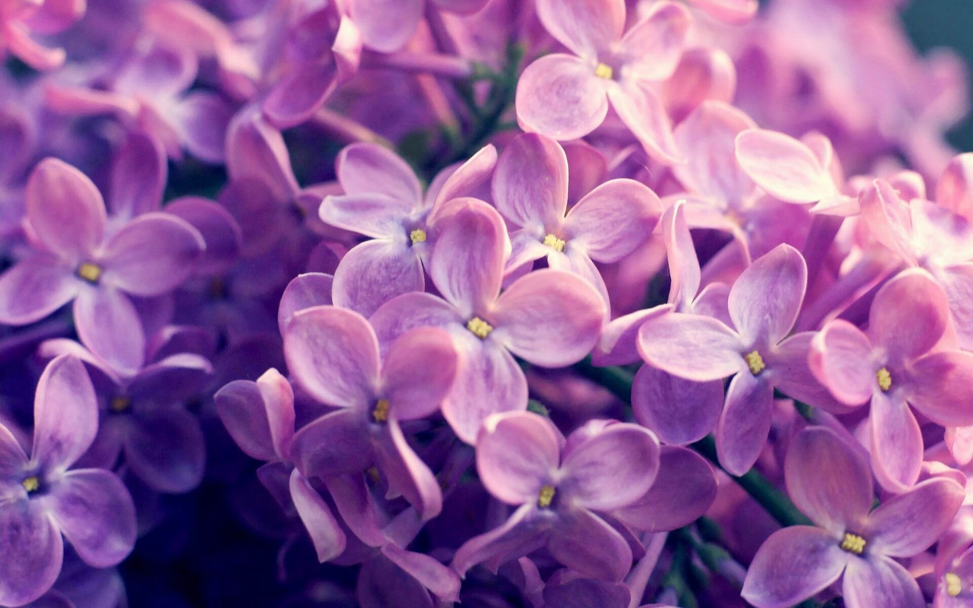 技艺展示：明星球员的篮球绝技，明星 篮球