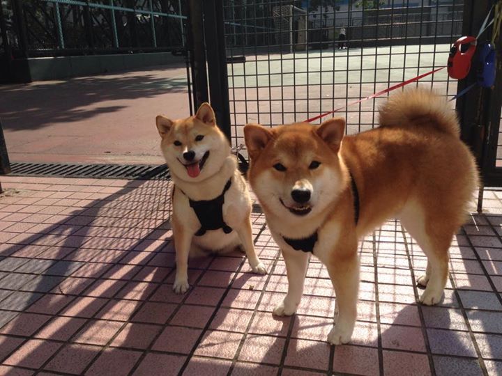 新星闪耀法甲赛场：未来之星逐步崭露头角，门将未来之星